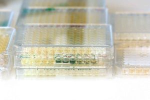 Cell-based assays