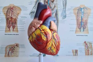 biotechanatomy