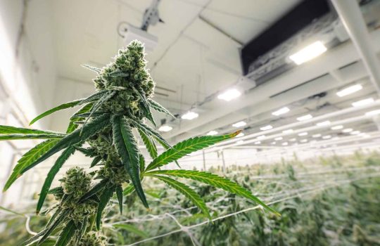 בית מרקחת לקנאביס רפואי2